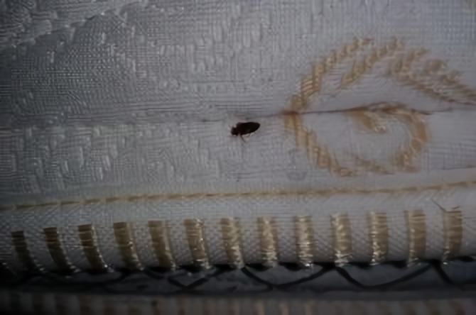 bedbugs exterminator rochester ny