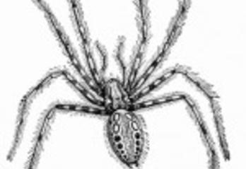 spider exterminator rochester ny