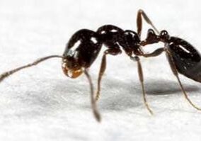 ant control services rochester